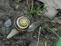 Garten-Bänderschnecke